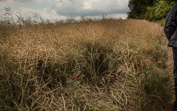 on the edge of rapeseed field - бесплатный image #299619