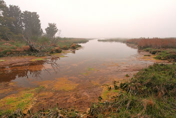 Misty Assateague Island Marsh - HDR - Free image #300059