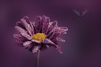 A beautiful wild flower - image #300509 gratis