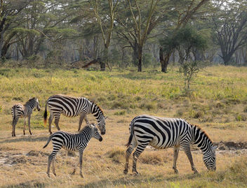 Kenya (Nakuru National Park) Mums and their kids - image gratuit #300539 
