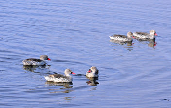 Tanzania (Serengeti National Park) The Pink-Billed Cape Teals (Dabbling ducks) - Free image #300769