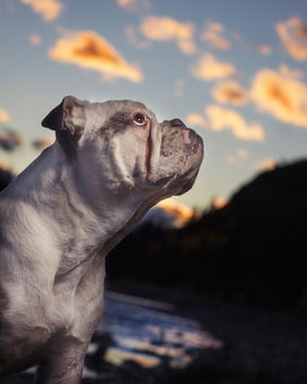 French bulldog enjoying the sunset - image gratuit #301309 