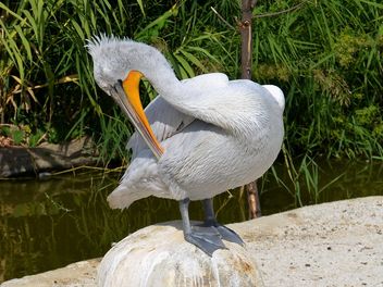 American pelican rests - Free image #301609