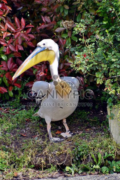 American pelican rests - image #301619 gratis