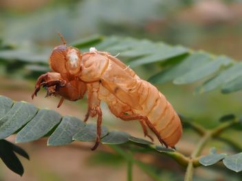 Cicada moulting in the garden - бесплатный image #301729