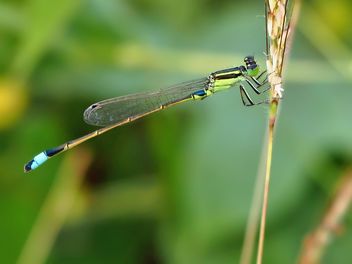 Dragonfly with beautifull wings - Free image #301739