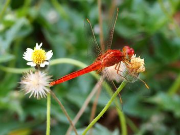 Red Dragonfly on a flower - image #301749 gratis