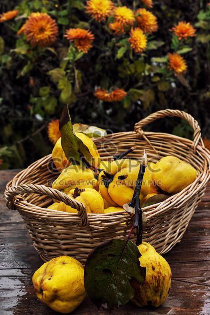 Ripe quinces in basket - Free image #302059