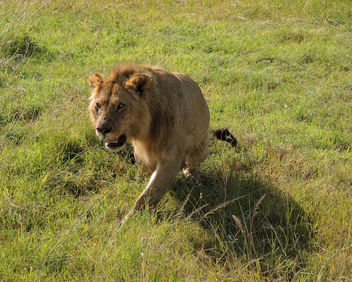 Kenya (Masai Mara) Sensing something to hunt !! - Kostenloses image #302749