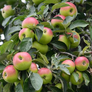 Apples on a tree branch - Free image #303269