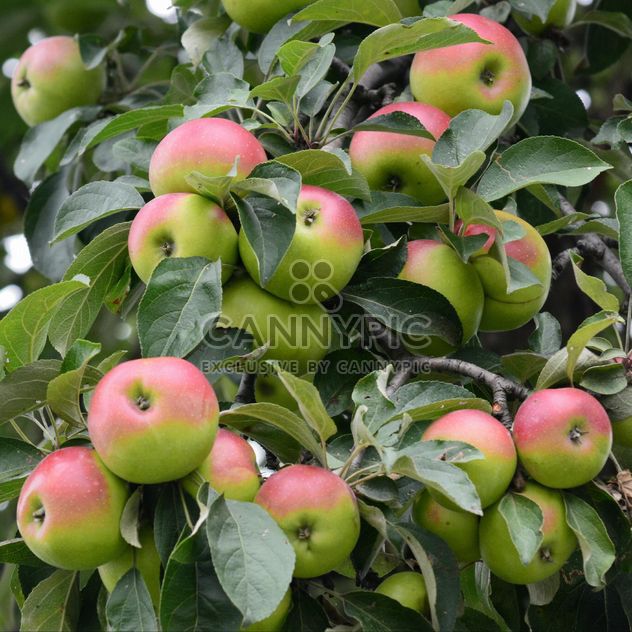 Apples on a tree branch - Free image #303269