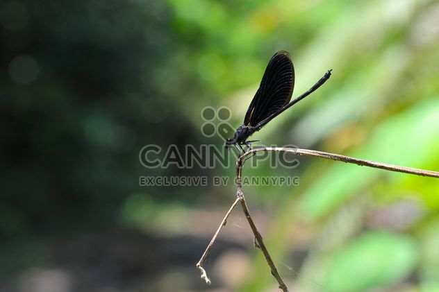 Black dragonfly on twig - image #303769 gratis