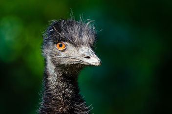 Emu - image #303919 gratis