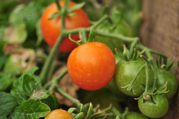 Tomatoes on a branch - image gratuit #304019 