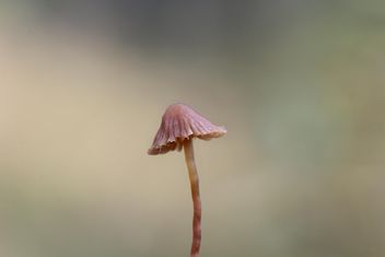 mushroom close up - Kostenloses image #304359