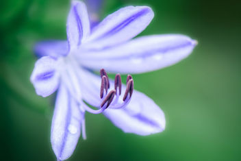 African Lily - image gratuit #304439 