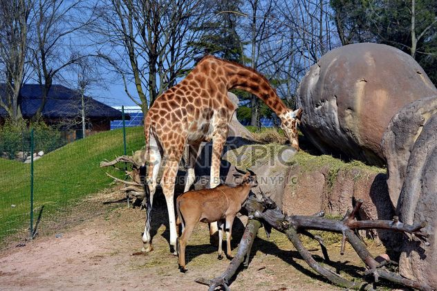 giraffe and antelope in park - image #304509 gratis
