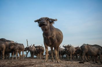 Herd of buffaloes - image #304749 gratis