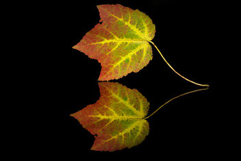 Bright Fall: Red Maple (Acer rubrum) - бесплатный image #305289