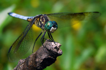 Blue Dasher, Male - Free image #306029