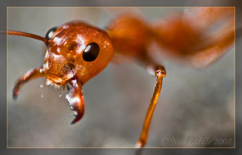 Salivating Ant - Kostenloses image #306149