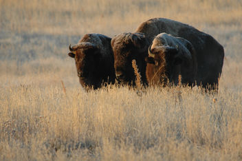 Three Bison on Rocky Mountain Arsenal National Wildlife Refuge - бесплатный image #306199