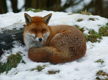 Sleepy Fox - Free image #306329