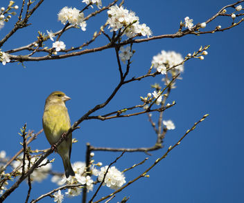 Green Finch - Free image #306749