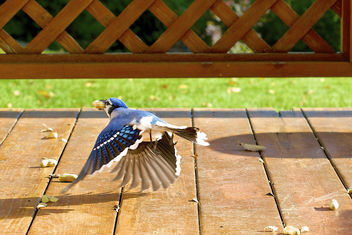 A Blue Jay fly past - image #306969 gratis