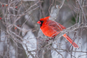 Male Cardinal - image #307149 gratis