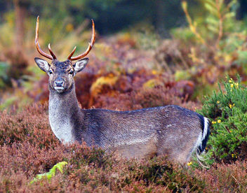 Fallow Deer, Forest of Dean, Gloucestershire - Free image #307219