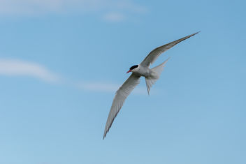 On the Tern - Free image #307299