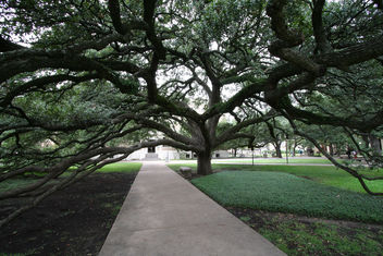 Century Tree at Texas A&M - image #307709 gratis