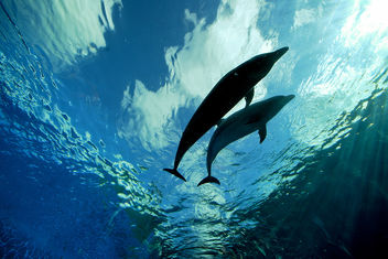 Deep Blue Dolphin Love - image gratuit #308739 