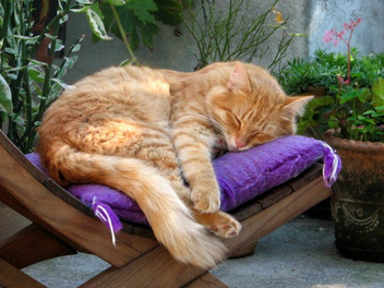 Chiquito loves his purple cushion - image gratuit #308929 