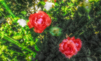 Capture of roses - бесплатный image #319269