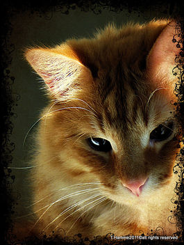 The Rum Tum Tugger is a Curious Cat ~~~~~ - image gratuit #323049 