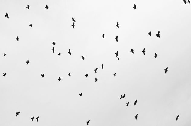 crows - image gratuit #323209 