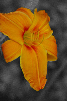 A Lilly to Desire - Free image #324249