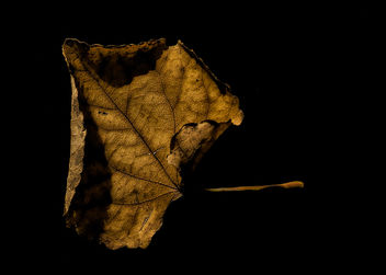 Curly Brown Leaf on Black - бесплатный image #324409