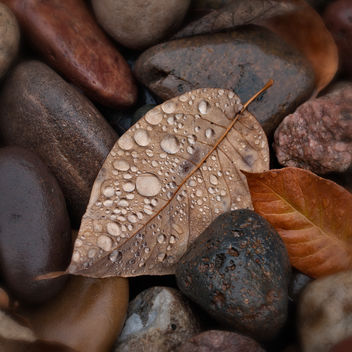 Leaves and Rocks and Raindrops - Free image #324499
