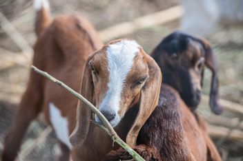 goats on a farm - Free image #328099