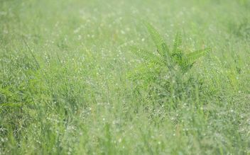 dew on grass - Free image #328159