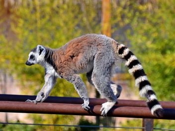 Lemur close up - Free image #328459
