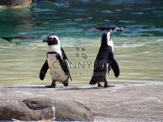 Group of penguins - бесплатный image #328469