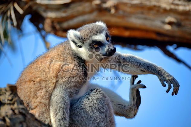 Lemur close up - Free image #328479