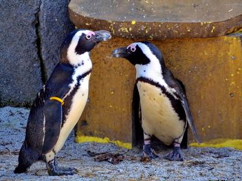 Couple of penguins - image gratuit #328499 