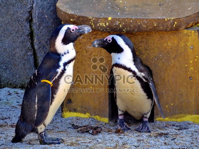 Couple of penguins - image #328499 gratis