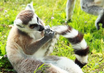 Lemur close up - Kostenloses image #328569