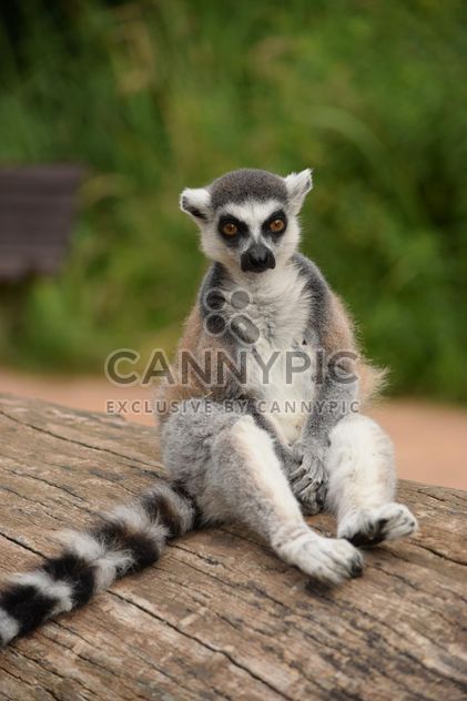 Lemur close up - Kostenloses image #328599